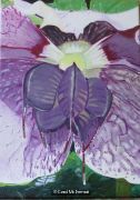 hellebore