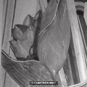Heliconia