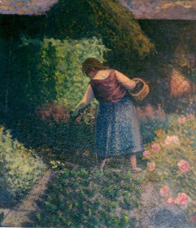 Digging for Salad Potatoes in the Walled Garden, Late Summer Evening