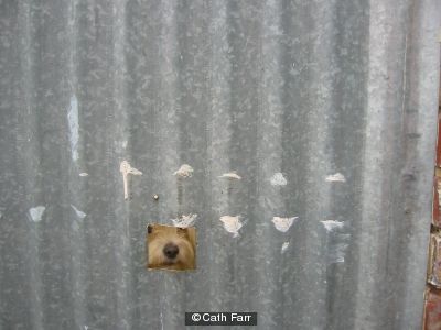 Little Doggie