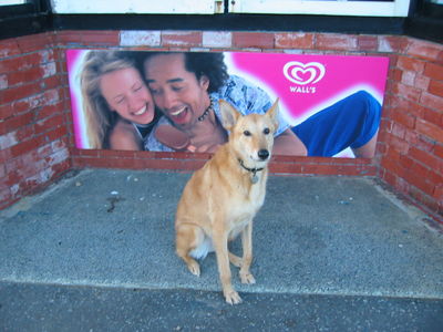 Dingo