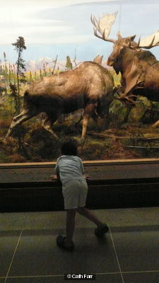 STUFFED MOOSE