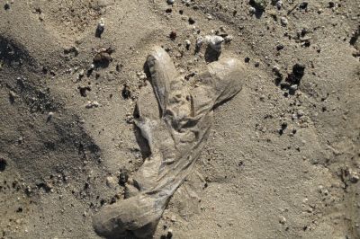 lost glove 10