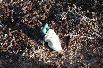 lost glove 5
