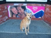 Dingo