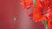 Spider and Gladioli