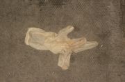 lost glove 17