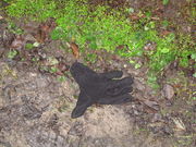 lost glove 19