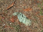 lost glove 20