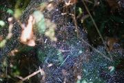 padies_20080723_012