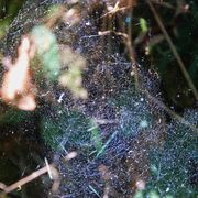 padies_20080723_012