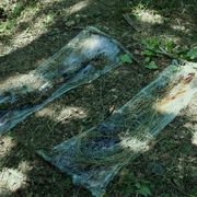 padies_20080723_014