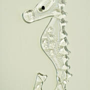 seahorse