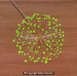 Autumnal Allium