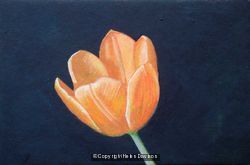 Tulip on Black