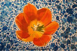 Tulip Head on Blue