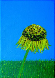 Burton Agnes Sunflower