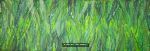 Barley Grass Abstract