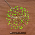 Autumnal Allium