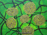 Abstracted Lata Balls
