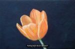 Tulip on Black
