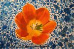 Tulip Head on Blue