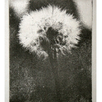 Etching and chine colle