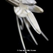 white double pin ring I