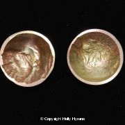 earth from air brass and silver dish stud earrings
