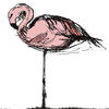 Drawings: Flamingo at Durrell Wildlife park Jersey