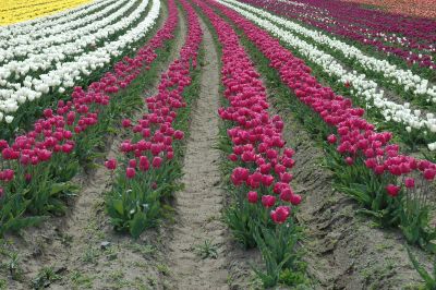 Rush Tulips