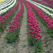 Rush Tulips