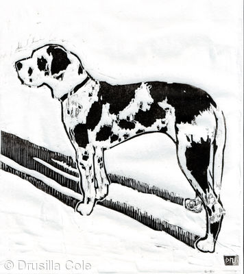 rosie- the harlequin dane