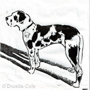 rosie- the harlequin dane