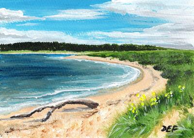 Driftwood on the beach, Findhorn Bay