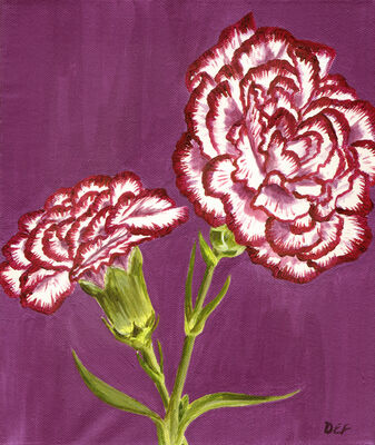Purple and white carnations