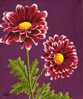 Purple and White Chrysanthemums