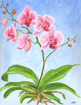 Pink and white moth orchid
