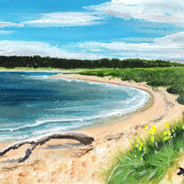 Driftwood on the beach, Findhorn Bay