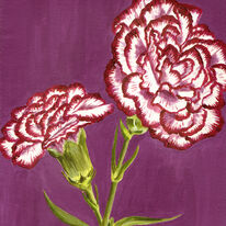 Purple and white carnations