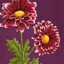 Purple and White Chrysanthemums