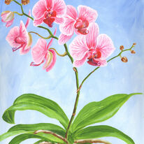 Pink and white moth orchid