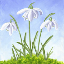 Three snowdrops in moss