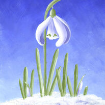 Snowdrop in snow