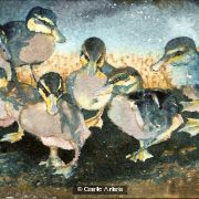 Ann Macdonald Midnight Waddle