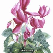Sue Percy Flower