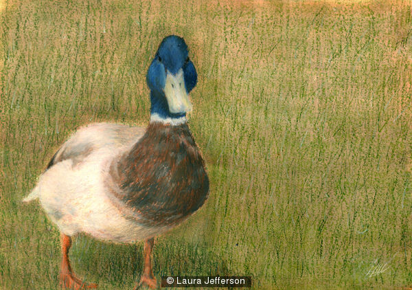 Mallard