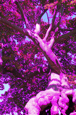 coloured-edges-pink