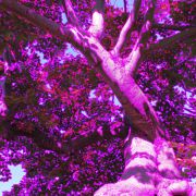 coloured-edges-pink