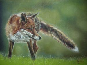 Early Morning Fox